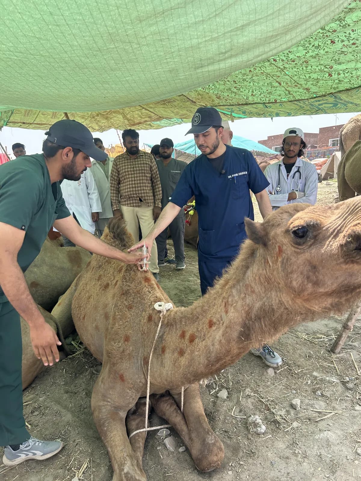 Dr. Ahmad treating a pet