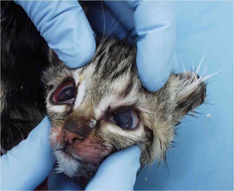 Feline Panleukopenia in Cats